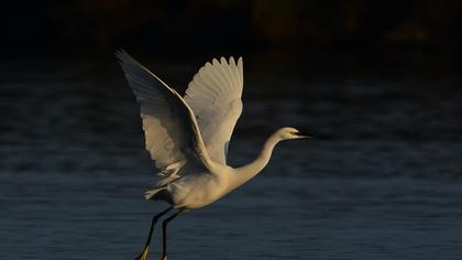 Küçük ak balıkçıl
