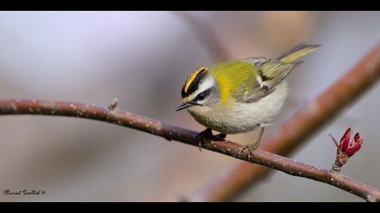 Sürmeli çalıkuşu