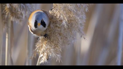 Bıyıklı baştankara