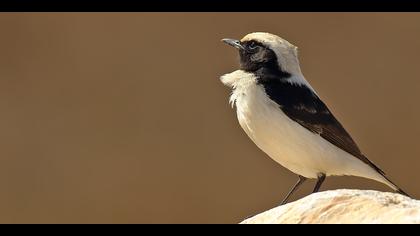 Aksırtlı kuyrukkakan