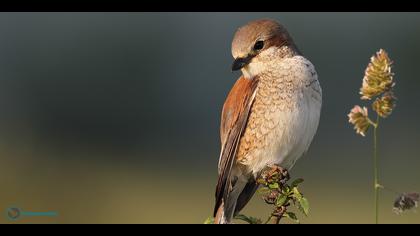 Kızılsırtlı örümcekkuşu
