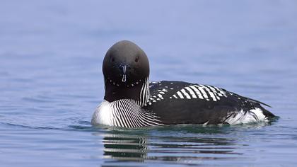 Karagerdanlı dalgıç