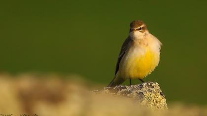 Sarı kuyruksallayan