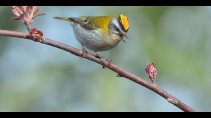 Sürmeli çalıkuşu