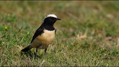 Kıbrıs kuyrukkakanı