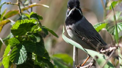 Karaboğazlı ötleğen