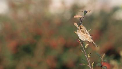 Bataklık Kirazkuşu
