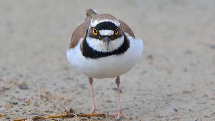 Halkalı küçük cılıbıt