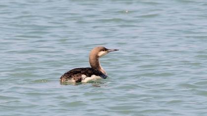 Karagerdanlı dalgıç