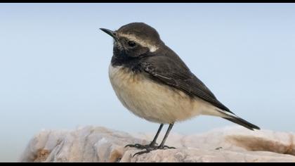 Kıbrıs kuyrukkakanı