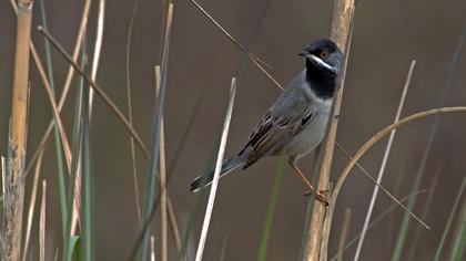Karaboğazlı ötleğen
