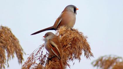 Bıyıklı baştankara