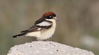 Kızılbaşlı örümcekkuşu