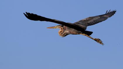 Erguvani balıkçıl
