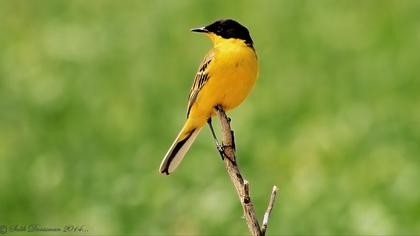 Sarı kuyruksallayan