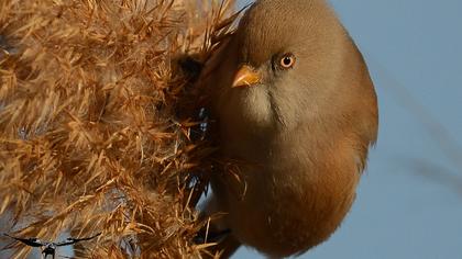 Bıyıklı baştankara