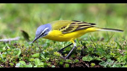 Sarı kuyruksallayan