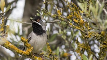 Karaboğazlı ötleğen