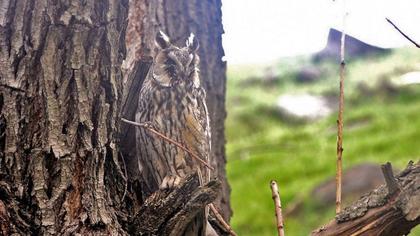 Kulaklı orman baykuşu