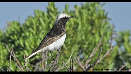 Keşiş kuyrukkakanı