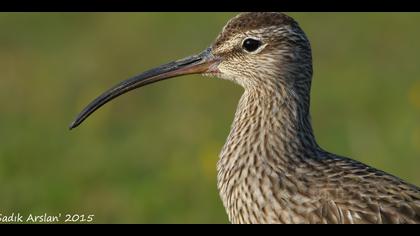 Sürmeli kervançulluğu