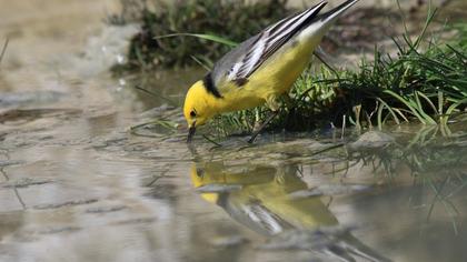 Sarıbaşlı kuyruksallayan