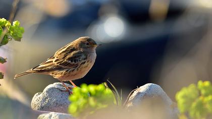 Kızılgerdanlı incirkuşu