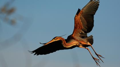 Erguvani balıkçıl