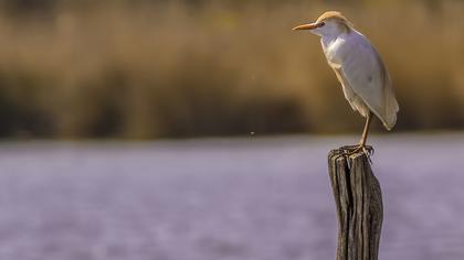 Sığır balıkçılı