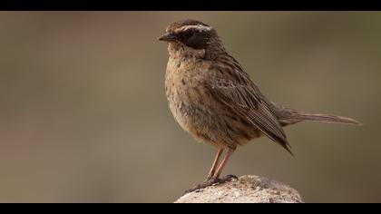 Sürmeli dağbülbülü