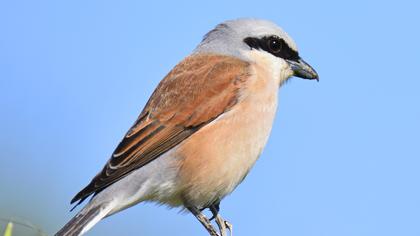 Kızılsırtlı örümcekkuşu