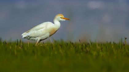 Sığır balıkçılı