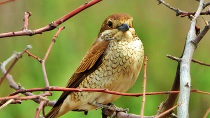 Kızılsırtlı örümcekkuşu
