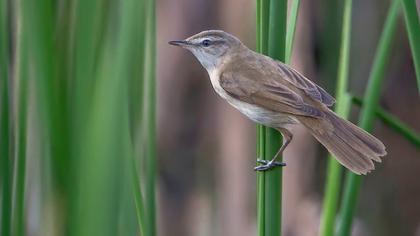 Doğu kamışçını