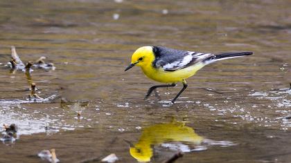 Sarıbaşlı kuyruksallayan