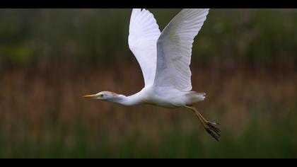 Sığır balıkçılı