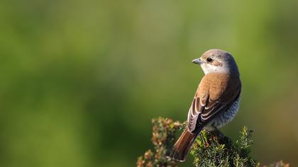 Kızılsırtlı örümcekkuşu