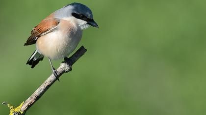 Kızılsırtlı örümcekkuşu