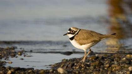Halkalı küçük cılıbıt