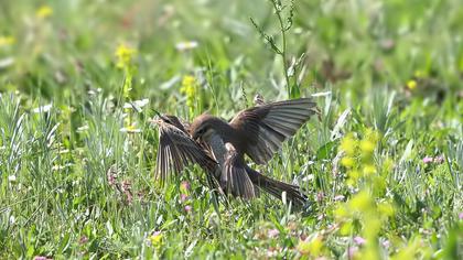 Kızılsırtlı örümcekkuşu