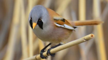 Bıyıklı baştankara