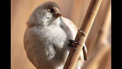 Bıyıklı baştankara