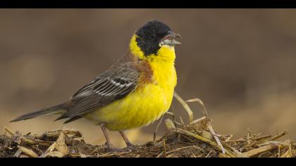 Karabaşlı kirazkuşu