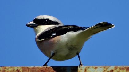 Karaalınlı örümcekkuşu