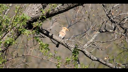 İbibik » Eurasian Hoopoe » Upupa epops
