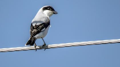 Karaalınlı örümcekkuşu