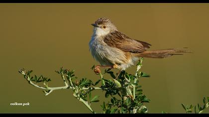 Dikkuyruklu ötleğen