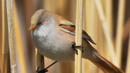 Bıyıklı baştankara