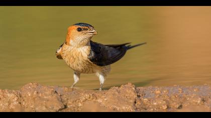 Kızıl kırlangıç