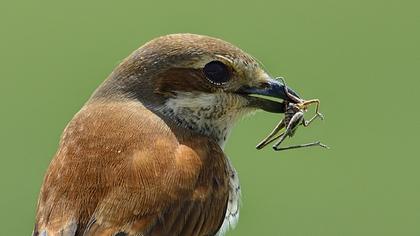Kızılsırtlı örümcekkuşu